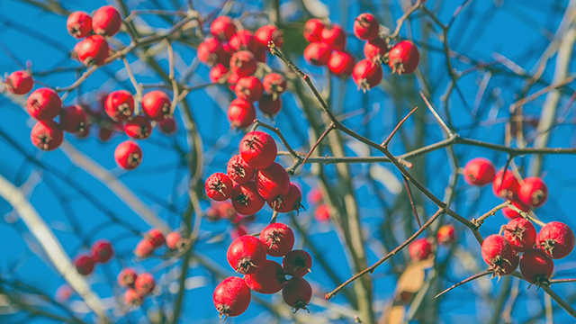 Image: Tart, sweet and full of antioxidants: 5 Reasons to add nutrient-rich hawthorn berries to your diet
