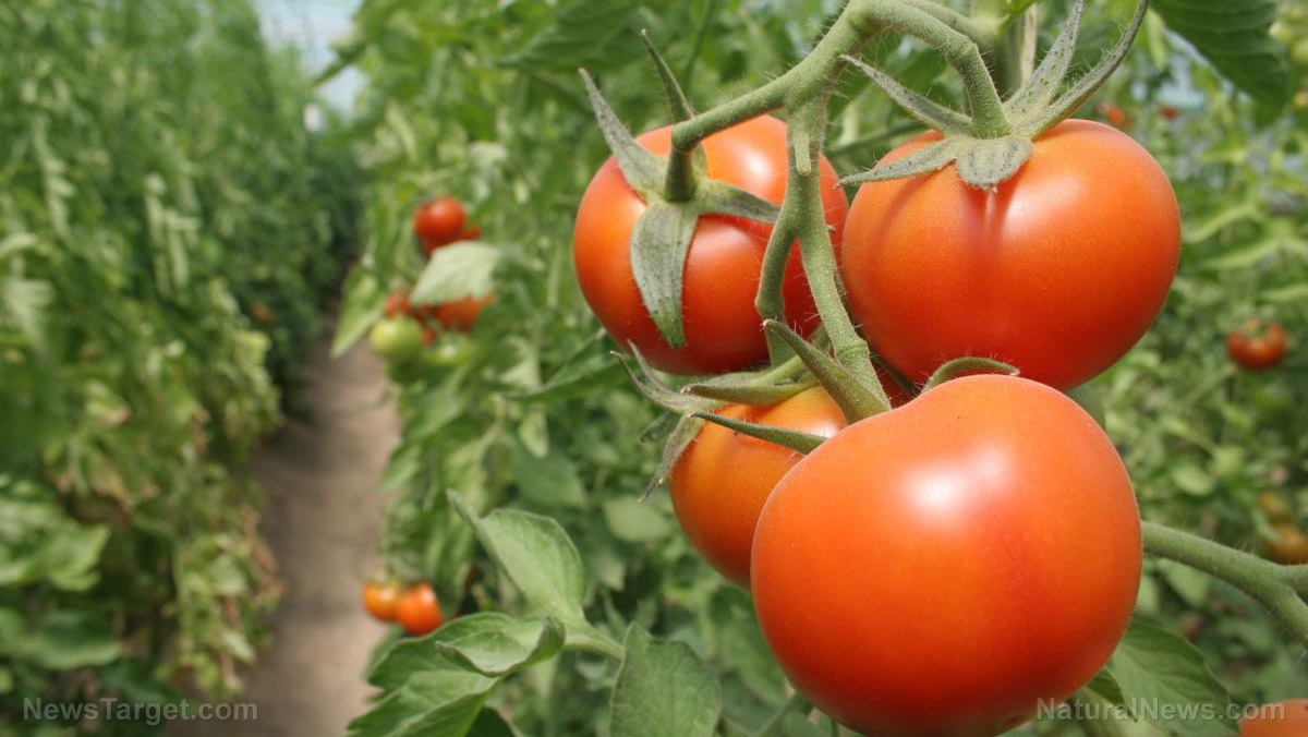 Image: Tomato plants grown in heavy metal contaminated soil found to produce contaminated fruit