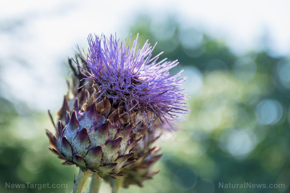Image: Prickly but valuable: How to use thistles as food, herbal medicine and cordage when SHTF