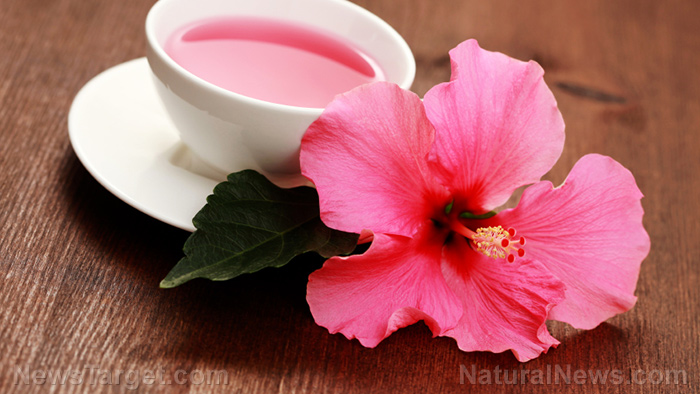 Image: Hibiscus flowers are a “death sentence” for breast cancer cells, says research