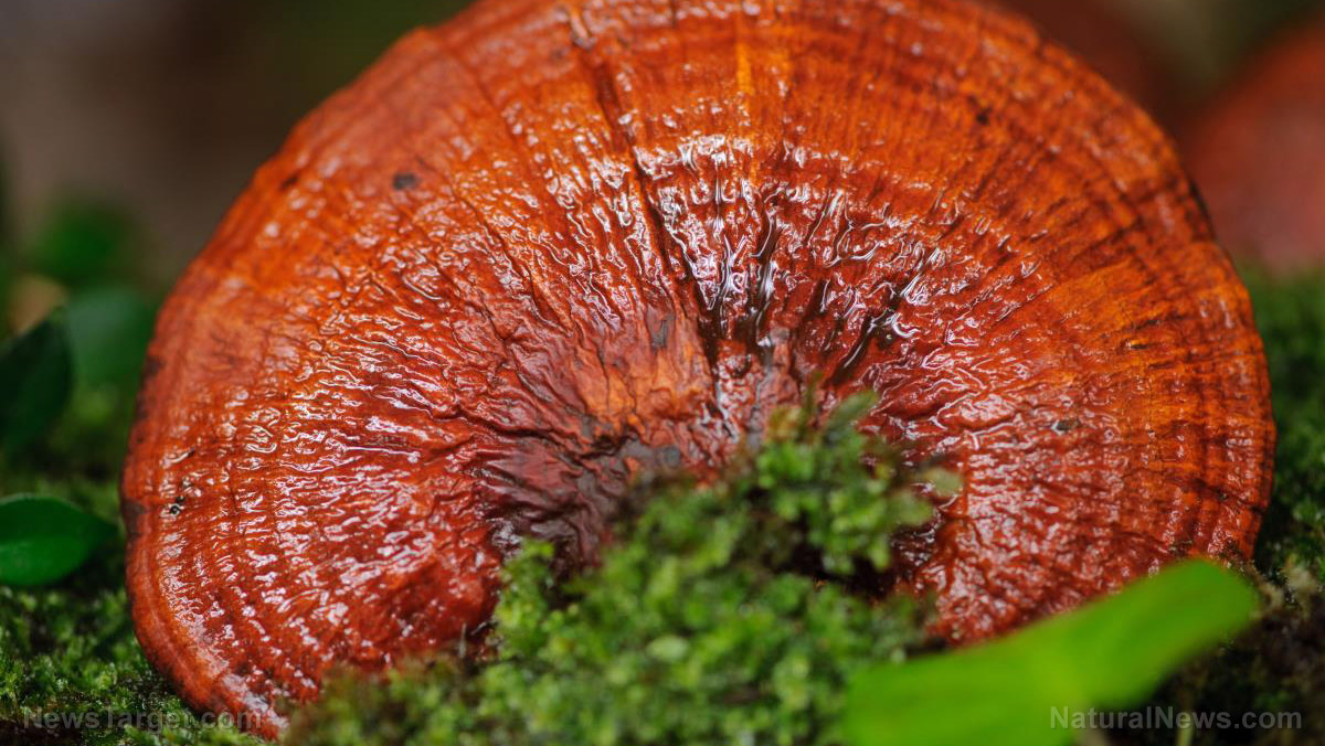 Image: New “old” medicine in Thailand: Researchers discover how a species of medicinal mushroom, new to the area, spreads and grows