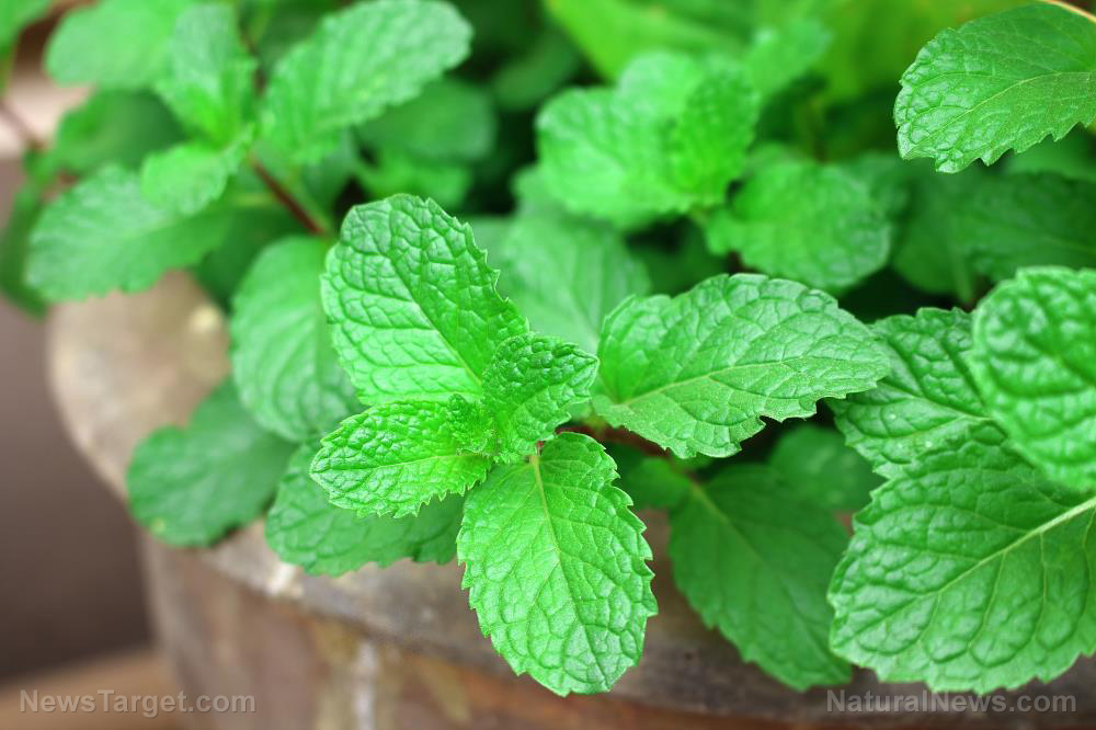 Image: Relieve tension headaches and ease digestive issues with a soothing cup of peppermint tea