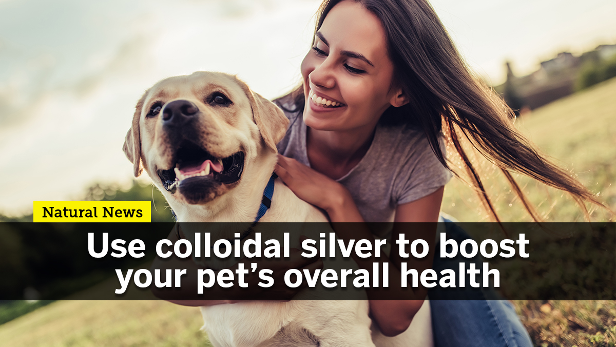 Image: Use colloidal silver to boost your pet’s overall health