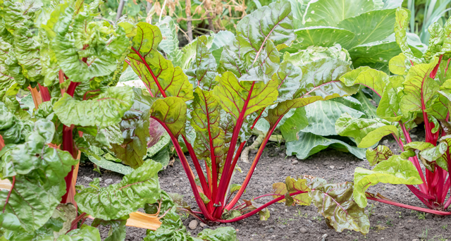 Image: A simple guide to growing rhubarb (that even beginner gardeners can follow)