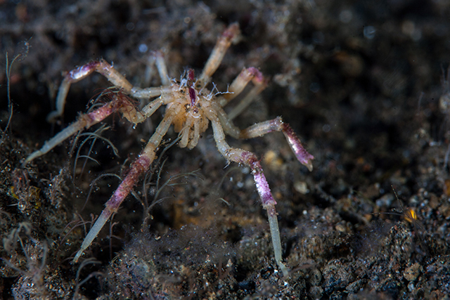 Image: The Lovecraftian giant sea spider grows holes in its legs… to help it breathe?