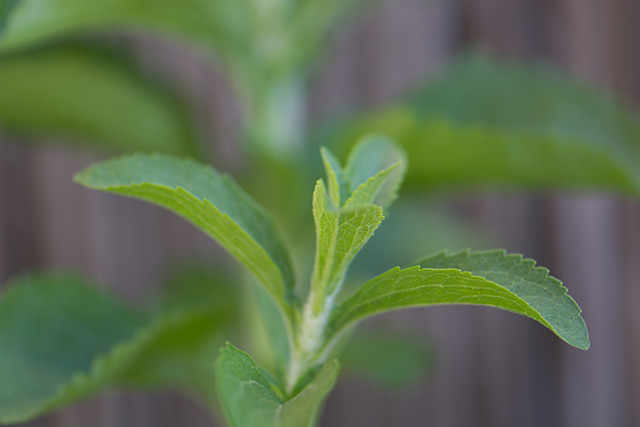 Image: The health benefits of stevia and how to grow it