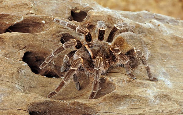 Image: Why does this 8-inch tarantula and her tiny frog sidekick live together?