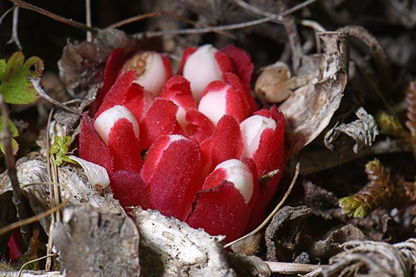Image: Vampirecups are parasitic plants with antioxidant and antimicrobial potential