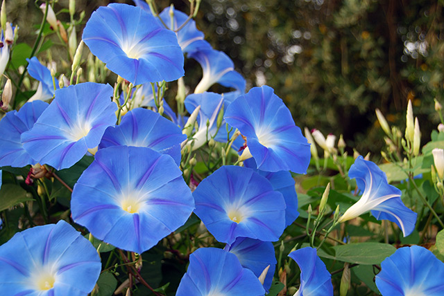 Image: Dwarf morning glory is the best herb for making an Ayurvedic “brain tonic” – study