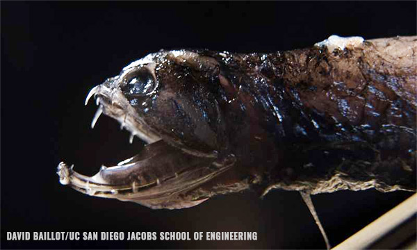 Image: Why do deep-sea dragonfish have invisible teeth?
