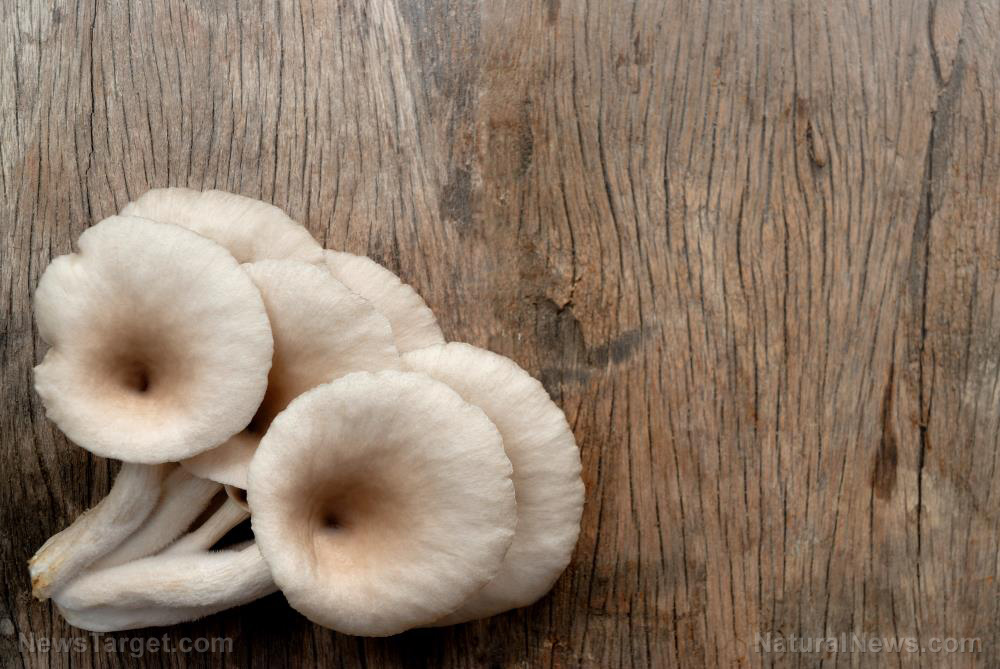 Image: Sun-exposed oyster mushrooms boost TB patients’ vitamin D levels, immune response