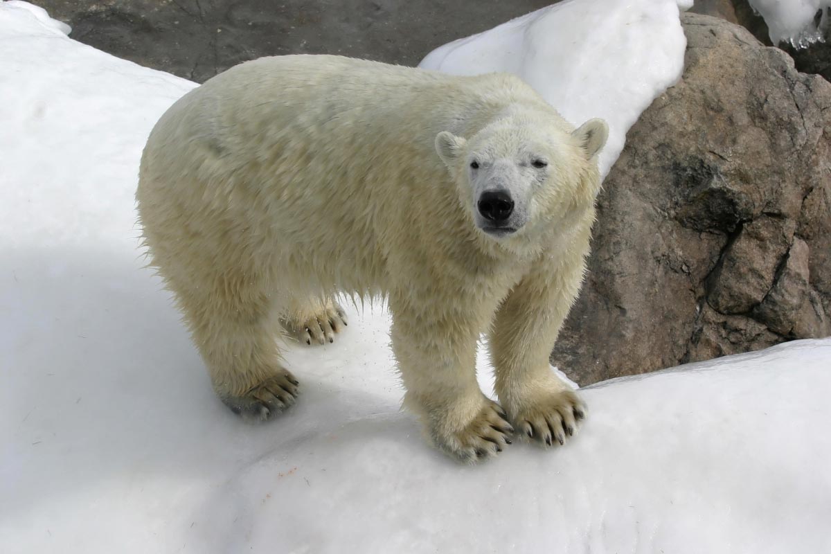 Image: Scientists develop new insulation material inspired by polar bears
