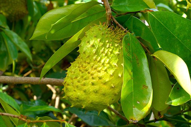 Image: (Science) Investigating the multiple biological activities of Annona muricata