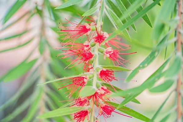 Image: Researchers explore the antibacterial properties of the one-sided bottlebrush herb