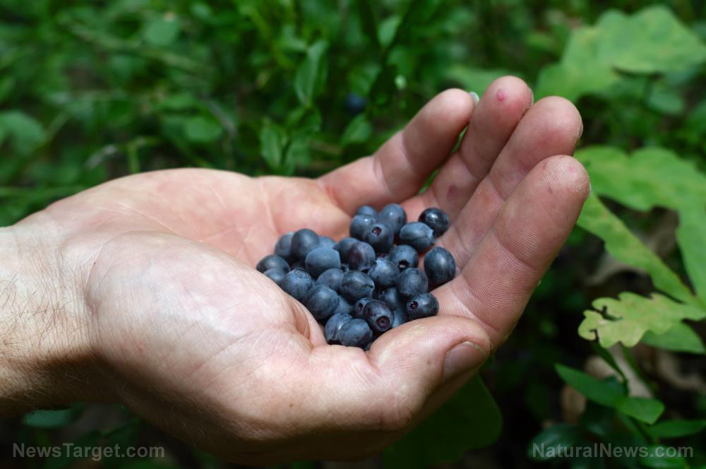 Image: Studies look into the benefits of blueberries for heart disease, diabetes prevention