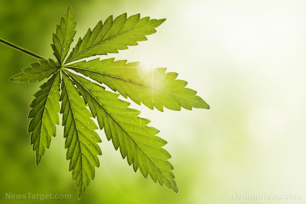 Image: Cannabis could be an alternative treatment for pain and sleeping troubles