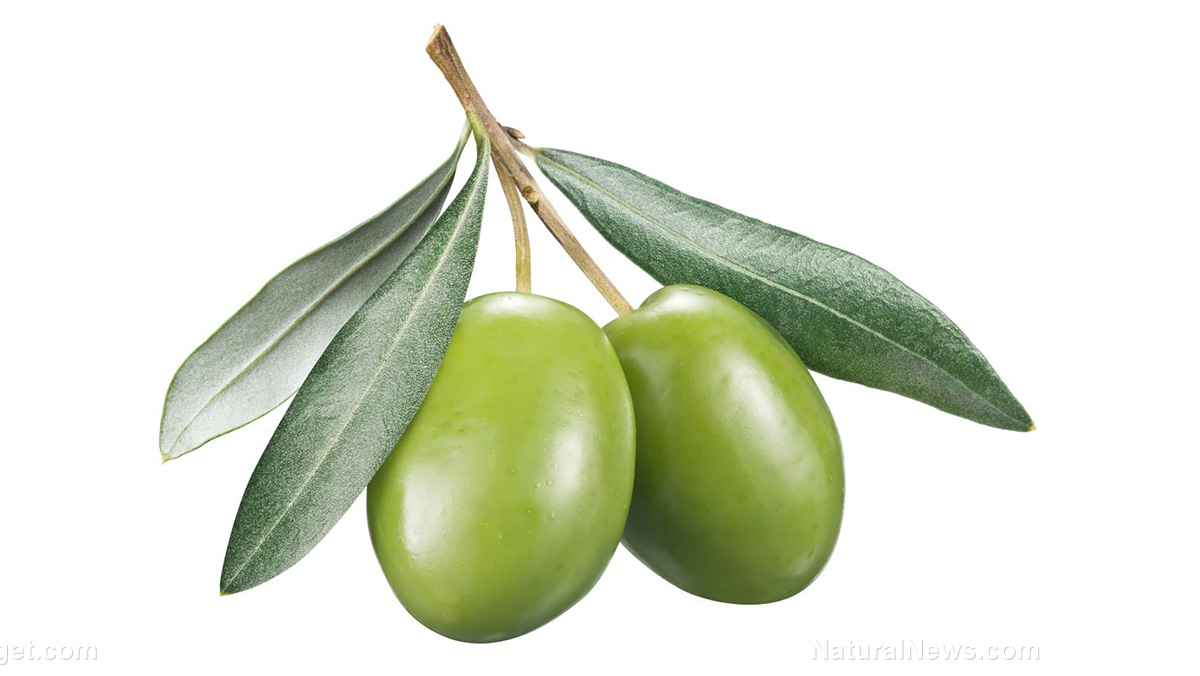 Image: A potential cholesterol-lowering agent in olive leaves?