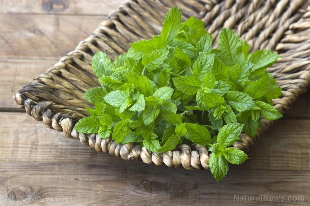 Image: Exploring the nootropic activity of spearmint extract
