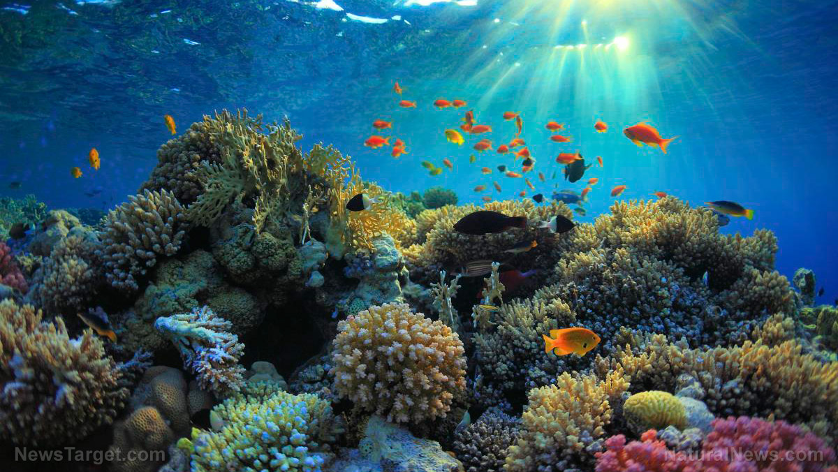 Image: Great Barrier Reef on brink of 3rd major coral bleaching in 5 years, scientists warn