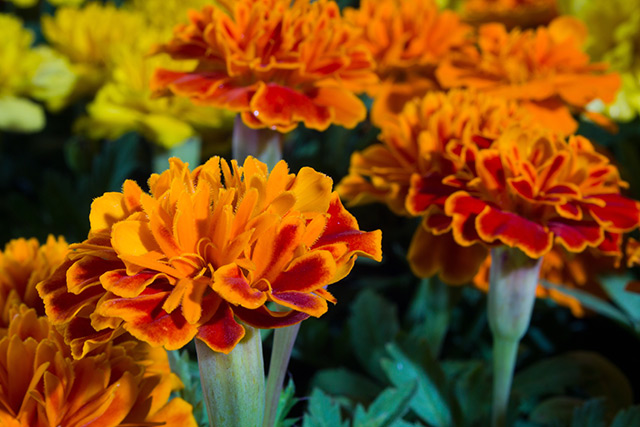 Image: Aztec marigolds are vibrant flowers that can protect against inflammation