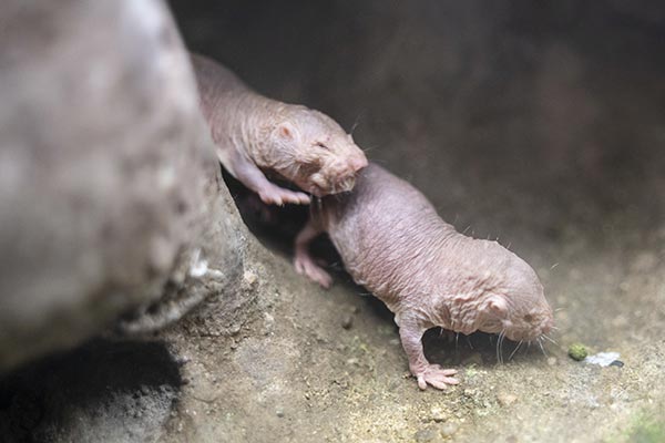 Image: No pain, no gain: Research suggests naked mole rat gene holds the secret to pain tolerance