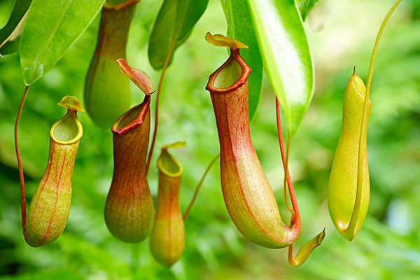 Image: Carnivorous pitcher plants have an occasional taste for vertebrates, study finds