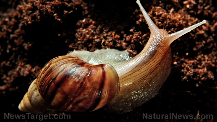 Image: Invasive half-snails in Hawaii are spreading brain parasites among people