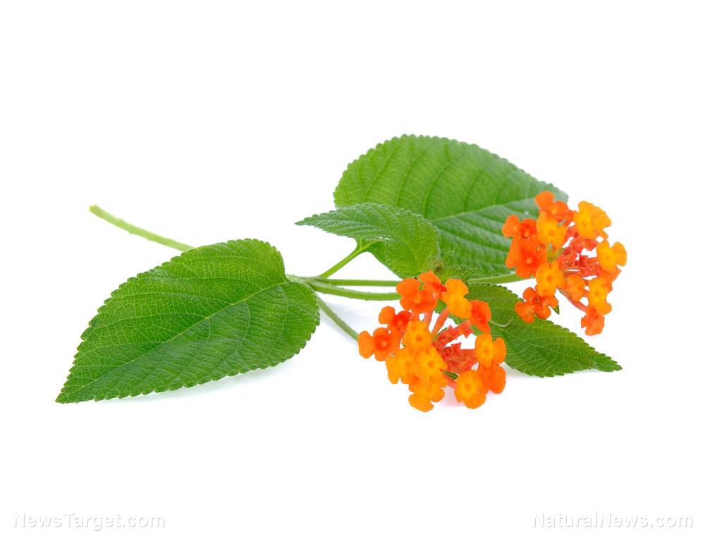 Image: Essential oil from lantana can keep fungi and Alzheimer’s disease at bay
