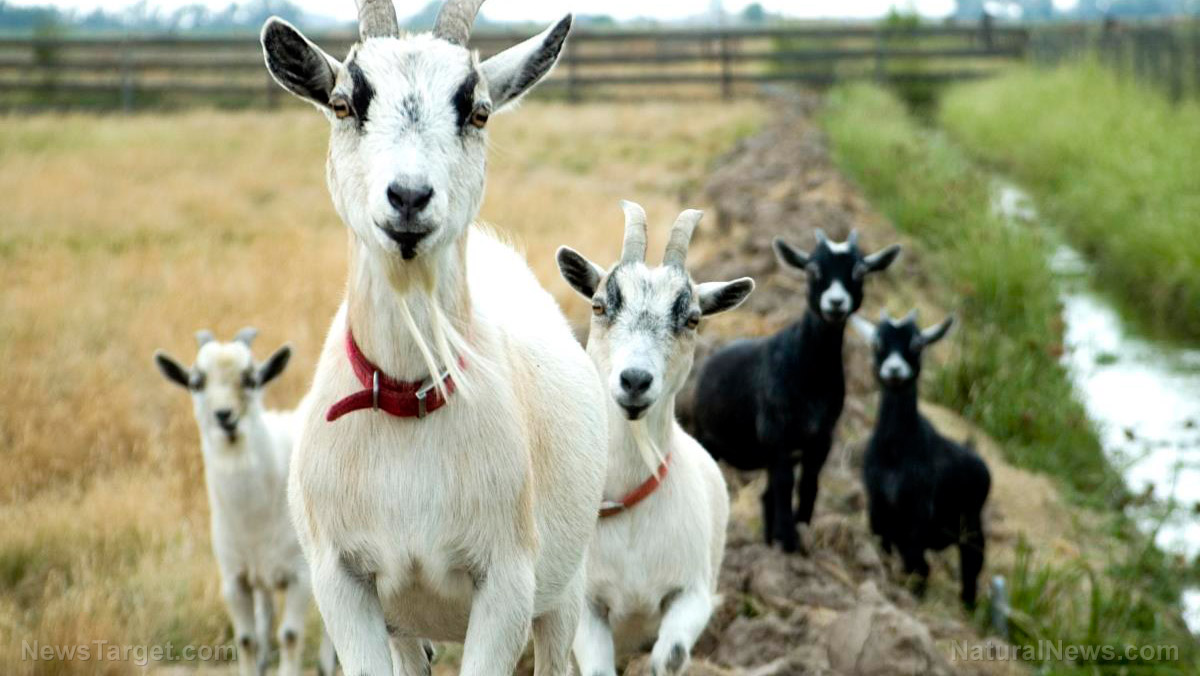 Image: It’s all in the call: Goats can distinguish emotional states from other goats based on their vocal calls