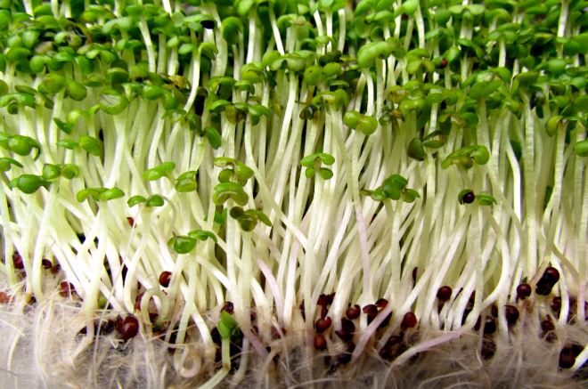 Image: You should be growing these 5 sprouts today – your body will thank you later
