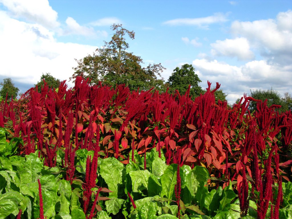 Image: How to grow, use and store amaranth, the fiber-rich superfood
