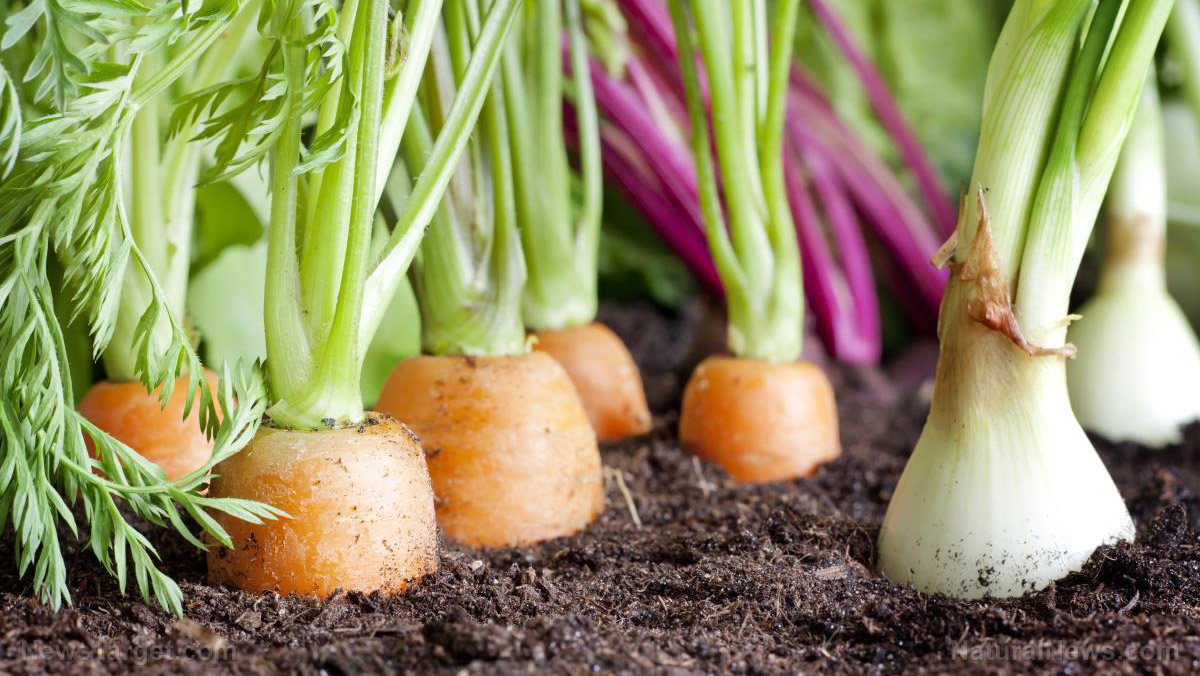 Image: 5 Nutritious, fast-growing vegetables that you need in your home garden