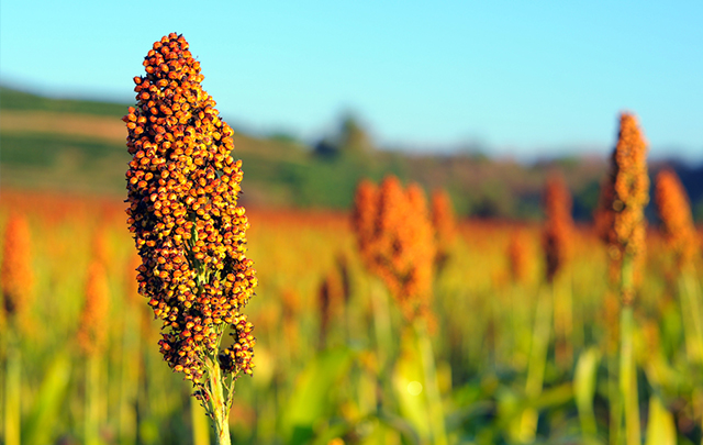 Image: Scientists regard sorghum as a potential therapeutic agent against atherosclerosis