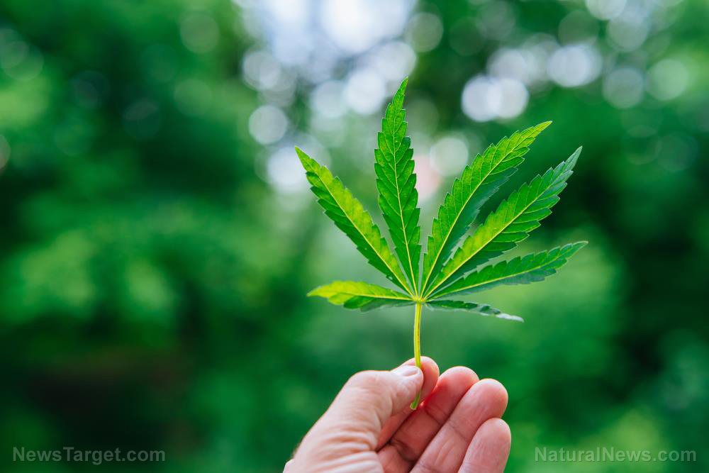 Image: Study: Cannabis plant contains molecules that are 30 times more effective at reducing inflammation than aspirin
