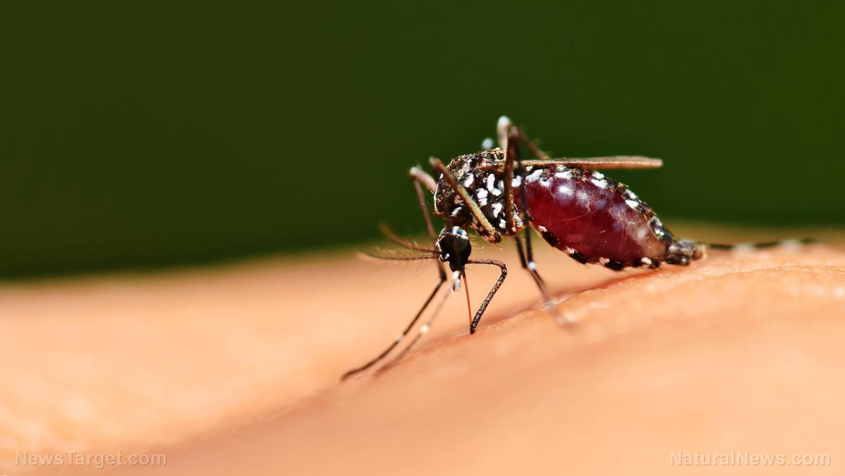 Image: Mosquitoes find human targets by following the CO2 they exhale: Study