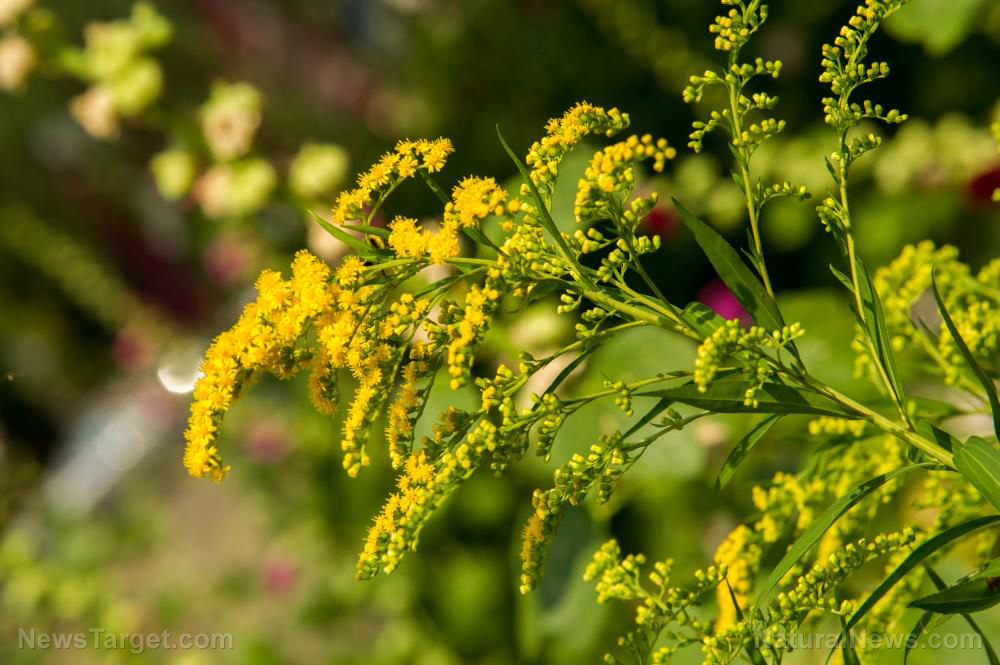 Image: How to identify, grow and use goldenrod, a versatile plant you need in your survival garden