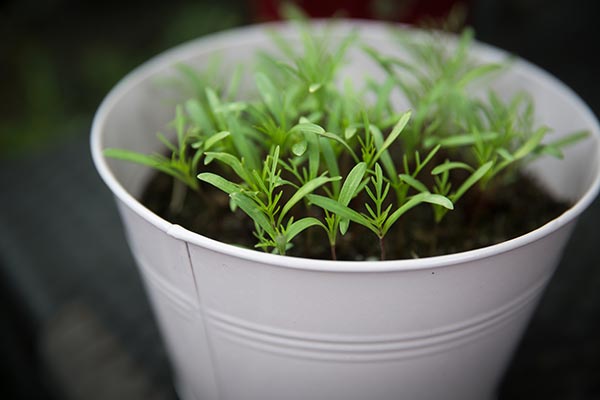 Image: Remain self-sufficient during the coronavirus pandemic by growing vegetables in buckets
