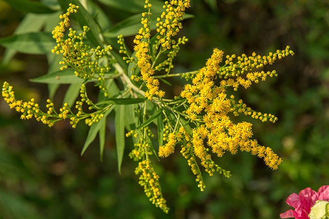 Image: How to identify, grow and use goldenrod, a versatile plant that you need in your survival garden