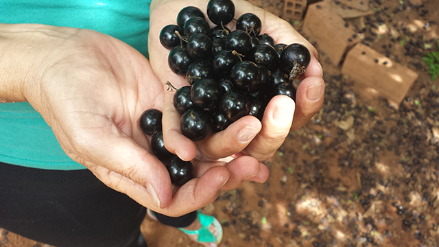 Image: Prevent prediabetes and fatty liver with jaboticaba peel extract