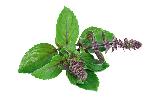 Image: The in vitro anti-cancer activities of Ocimum sanctum leaf extracts (holy basil)
