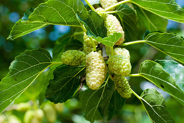Image: Morus alba (white mulberry) extracts can be used to suppress appetite and manage body weight