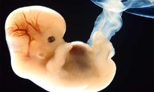 Image: Ethicist calls UK embryonic gene editing experiment “child abuse”