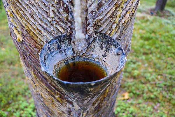 Image: How to use pine sap in survival situations