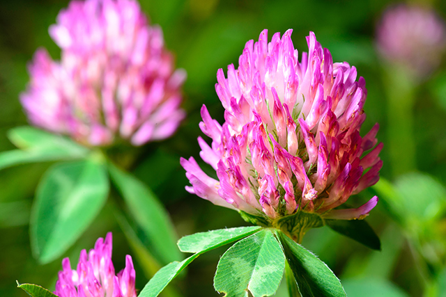 Image: Survival medicine: Relieve dry skin with this red clover salve