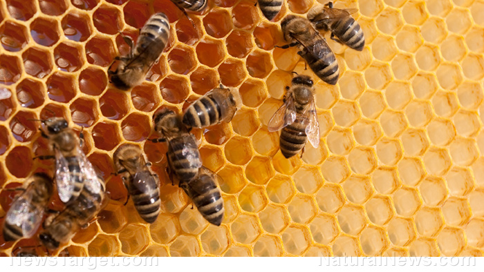 Image: Food security under threat – Study links dwindling bee populations to decreasing crop yields in America