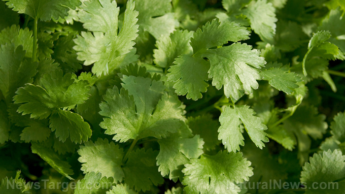 Image: Why is cilantro so good for the brain? Science explains