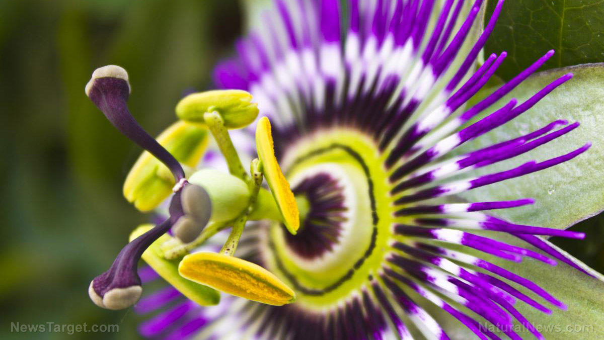 Image: The winged-stem passionflower can selectively kill cancer cells, says study