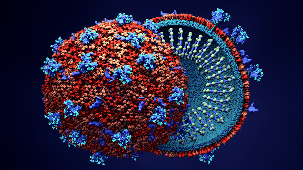 Image: Hybrid virus developed by scientists claims to make coronavirus research “safer”