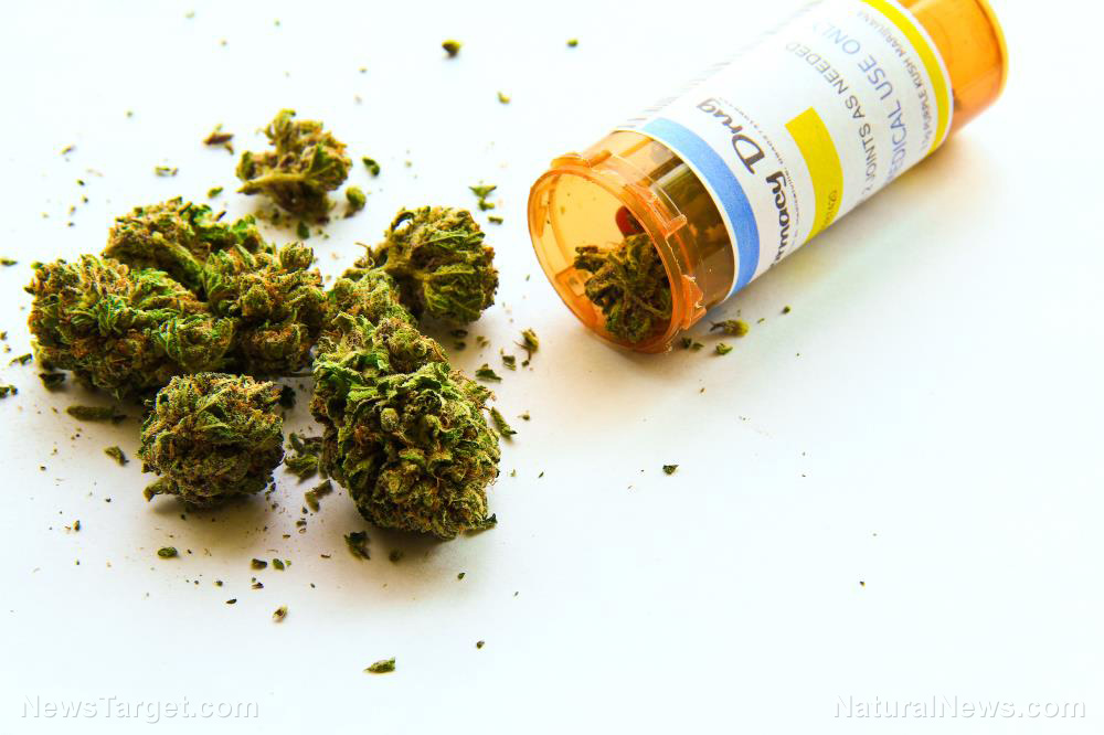 Image: Study: Cannabis flower can be used as an alternative mid-level pain medication