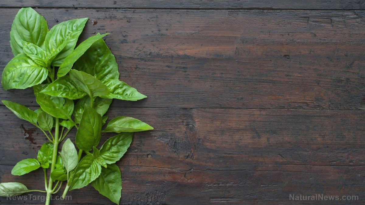 Image: Better take basil: Reduce oxidative stress and inflammation naturally with this amazing superfood